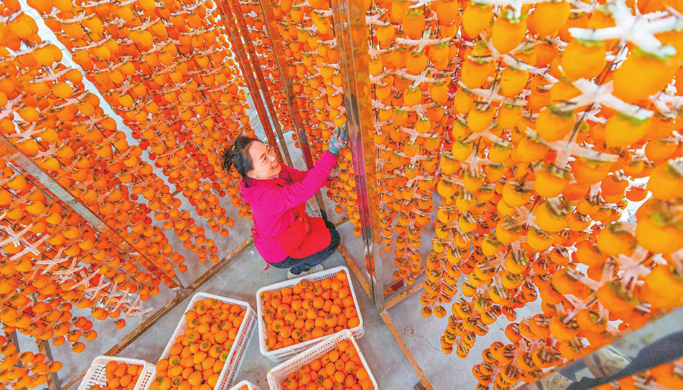萬畝柿子迎豐收10月30日，萬榮縣漢薛鎮柿柿紅柿餅加工廠員工正在晾曬柿子。近日，該鎮漢池村萬畝柿子迎來收獲季。